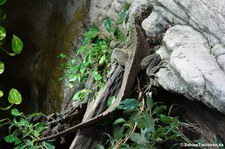 Philippinische Segelechse (Hydrosaurus pustulatus) im Hamburger Tierpark Hagenbeck