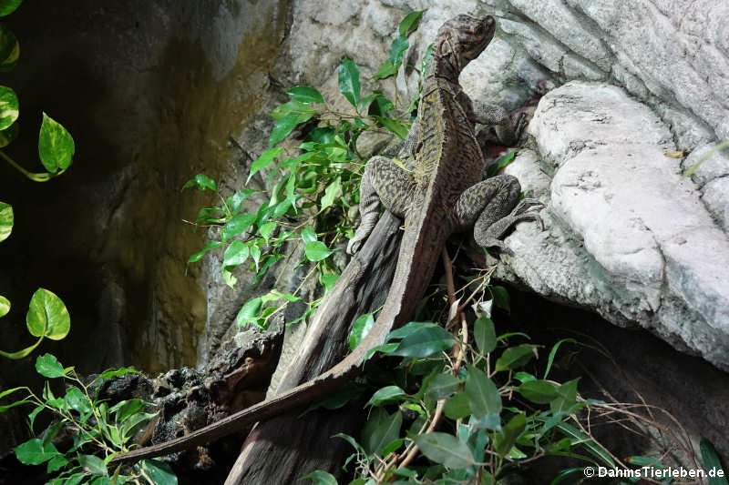 Philippinische Segelechse (Hydrosaurus pustulatus)