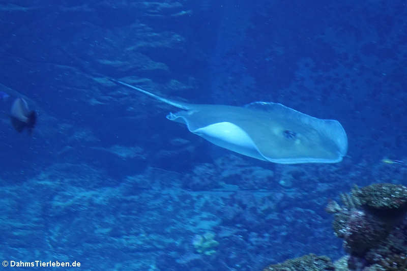 Amerikanischer Stechrochen (Hypanus americanus)