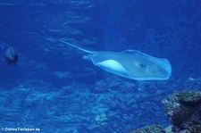 Amerikanischer Stechrochen (Hypanus americanus) im Hamburger Tierpark Hagenbeck