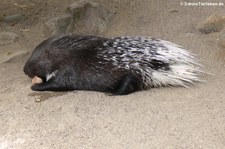 Gewöhnliches Stachelschwein (Hystrix cristata) im Zoo Duisburg