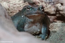 Coloradokröte (Incilius alvarius) im Hamburger Tierpark Hagenbeck