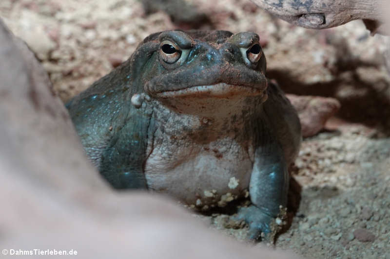 Sonora-Netzkröte oder Coloradokröte (Incilius alvarius)