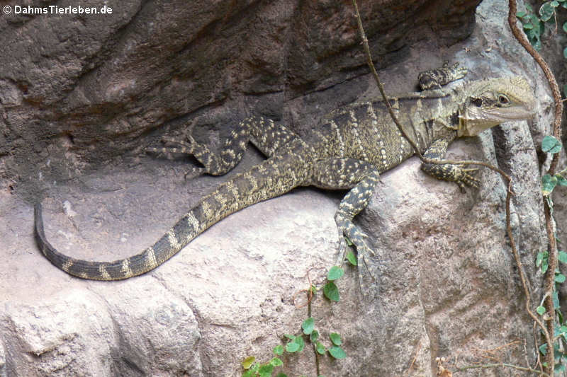 Australische Wasseragame (Intellagama lesueurii)