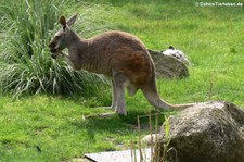 Rotes Riesenkänguru (Osphranter rufus) im Tierpark Hagenbeck, Hamburg