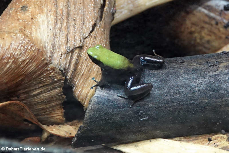 Bambusbuntfröschchen (Mantella laevigata)