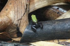 Bambusbuntfröschchen (Mantella laevigata) im Hamburger Tierpark Hagenbeck