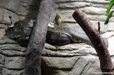 Diamantpython (Morelia spilota spilota) im Hamburger Tierpark Hagenbeck