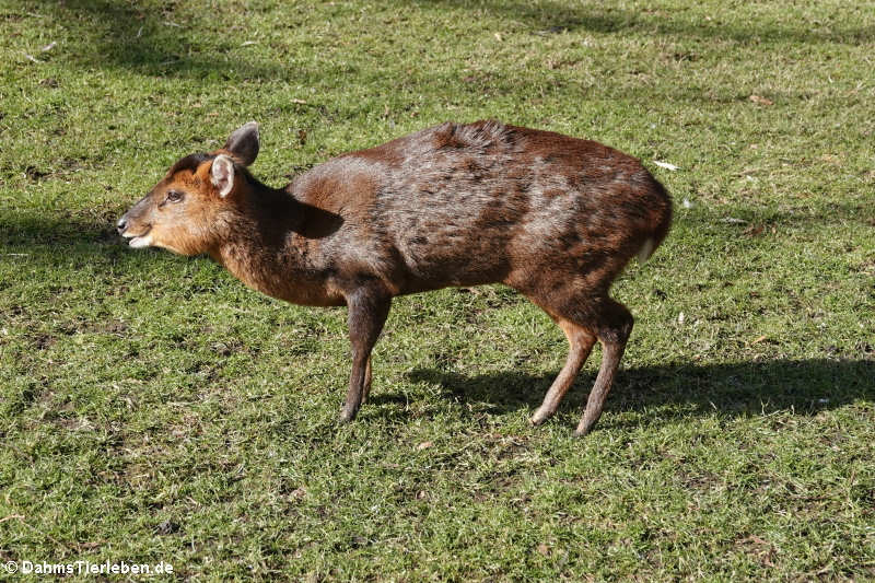 Chinesischer Muntjak (Muntiacus reevesi)