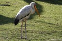 Mycteria ibis