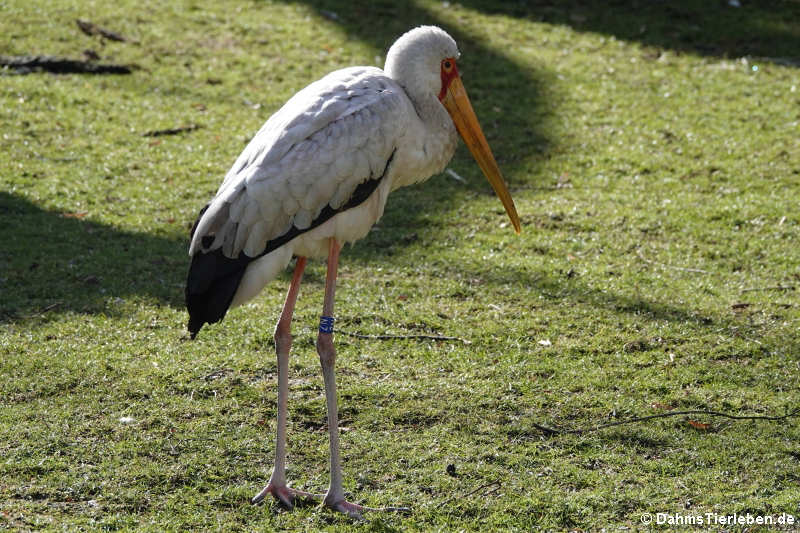 Nimmersatt (Mycteria ibis)