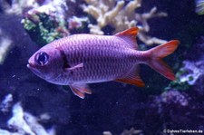 Roter Soldatenfisch (Myripristis murdjan) im Hamburger Tierpark Hagenbeck