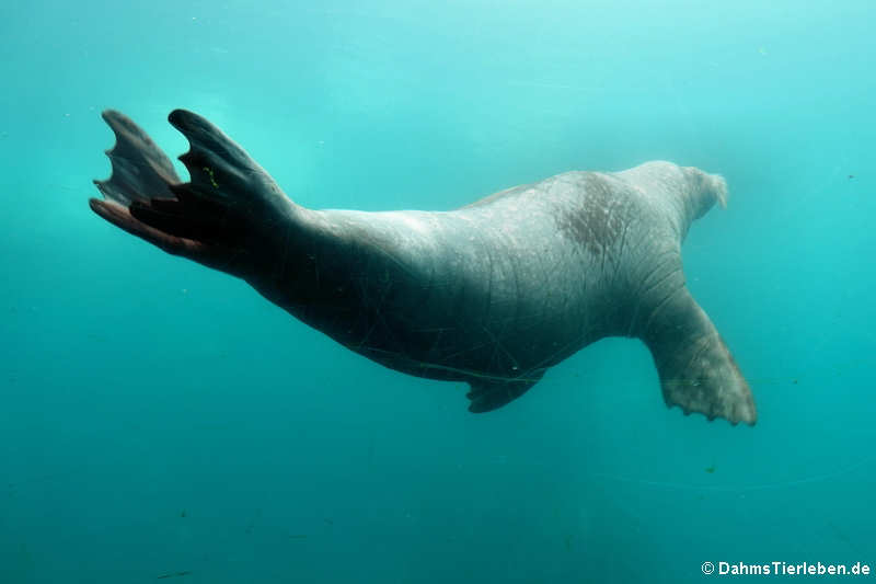 Pazifisches Walross (Odobenus rosmarus divergens)