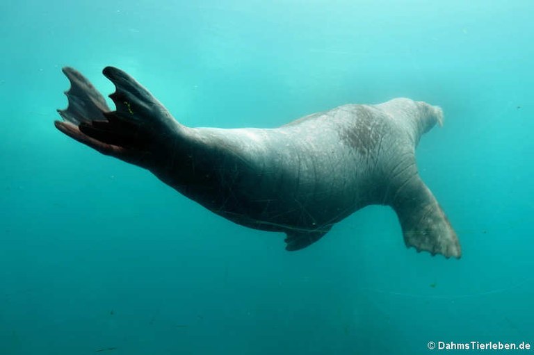 Odobenus rosmarus divergens