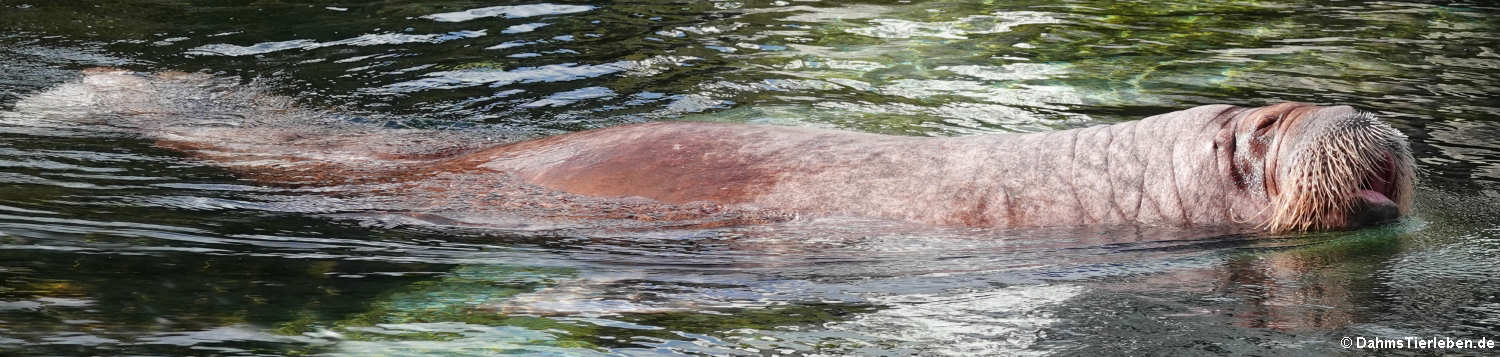 Pazifisches Walross (Odobenus rosmarus divergens)