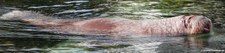 Pazifisches Walross (Odobenus rosmarus divergens) im Hamburger Tierpark Hagenbeck