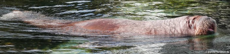 Odobenus rosmarus divergens