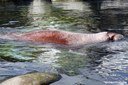 Odobenus rosmarus divergens
