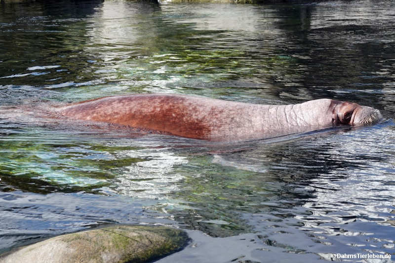Odobenus rosmarus divergens