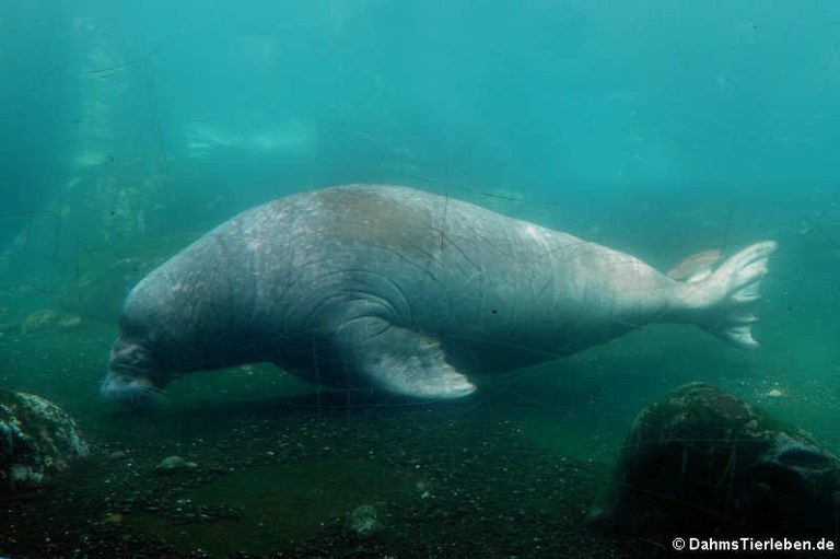 Odobenus rosmarus divergens