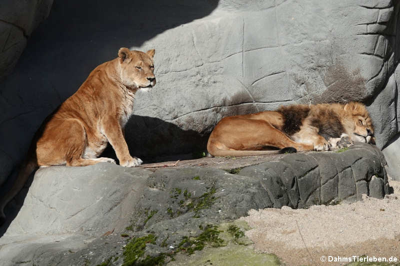 Löwen (Panthera leo)