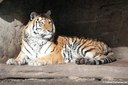 Panthera tigris altaica