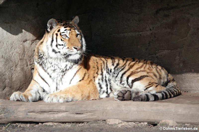 Sibirischer Tiger (Panthera tigris altaica)