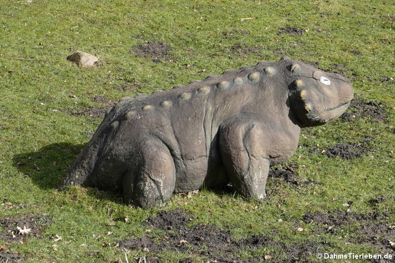 Pareiasaurus