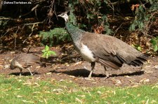 Blauer Pfau (Pavo cristatus) im Hambuger Tierpark Hagenbeck