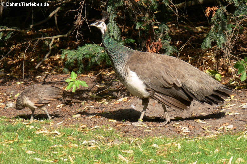 Pavo cristatus