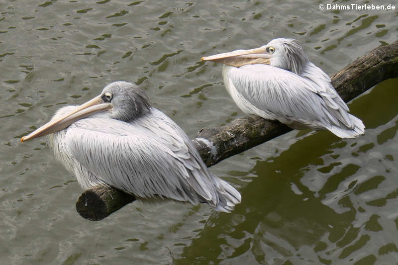 Pelecanus rufescens