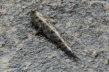 Afrikanischer Schlammspringer (Periophthalmus barbarus) im Hamburger Tierpark Hagenbeck