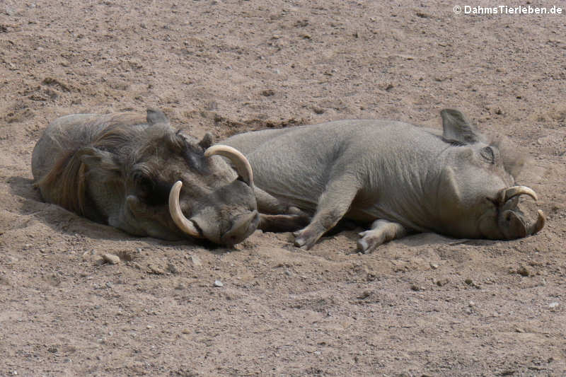 Warzenschweine (Phacochoerus africanus)