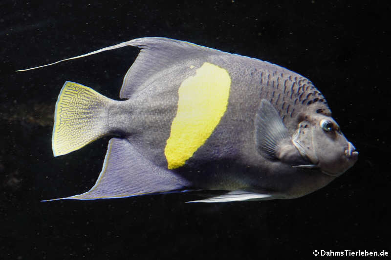 Sichelkaiserfisch (Pomacanthus maculosus)