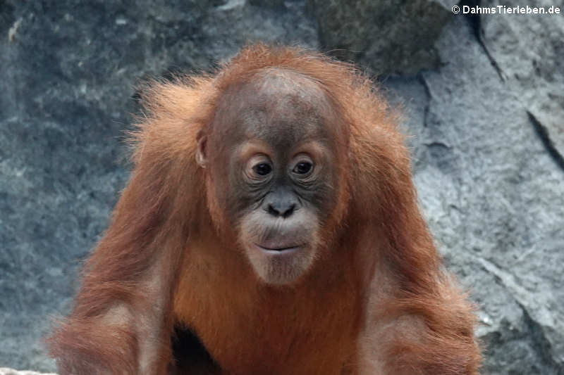 Sumatra Orang-Utan (Pongo abelii)