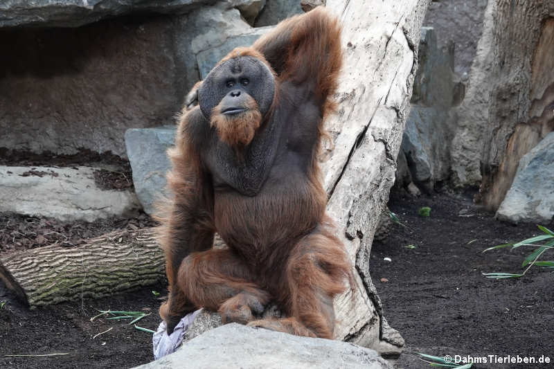 Sumatra Orang-Utan (Pongo abelii)