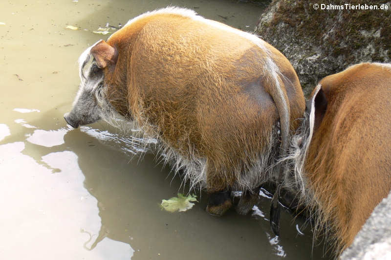 Pinselohrschweine (Potamochoerus porcus)