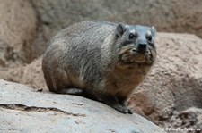 Klippschliefer (Procavia capensis) im Tierpark Hagenbeck, Hamburg