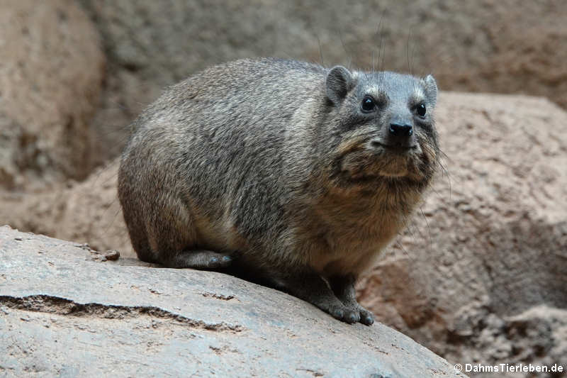 Procavia capensis