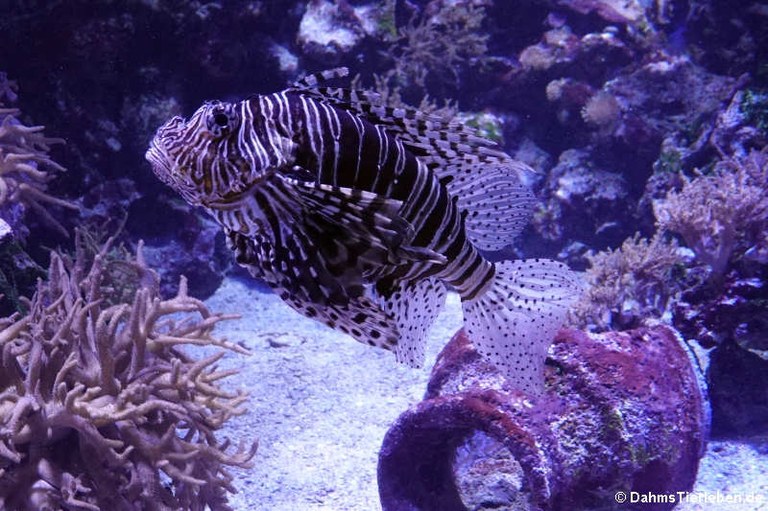 Pterois volitans