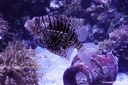 Pterois volitans