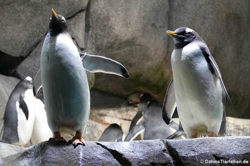 Eselspinguine (Pygoscelis papua)