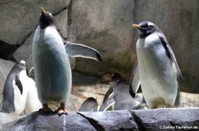 Eselspinguine (Pygoscelis papua) im Hamburger Tierpark Hagenbeck