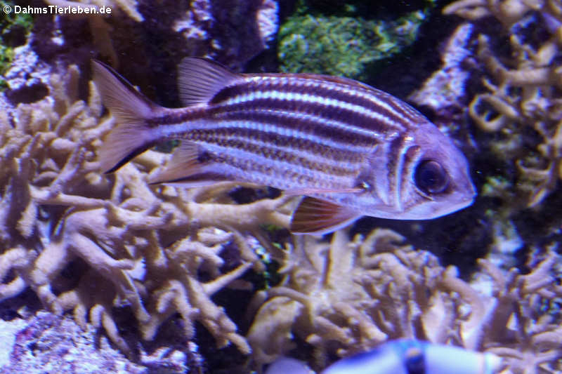 Sargocentron diadema-1