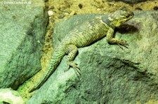 Mexikanischer Stachelleguan (Sceloporus poinsettii) im Tierpark Hagenbeck, Hamburg