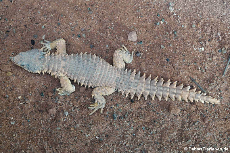 Riesengürtelschweif (Smaug giganteus)