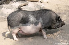 Pietrain-Schwein im Tierpark Hagenbeck, Hamburg