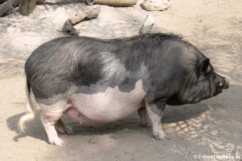 Pietrain-Schwein (Sus scrofa f. domestica)