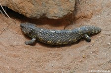 Tannenzapfenechse (Tiliqua rugosa) im Hamburger Tierpark Hagenbeck