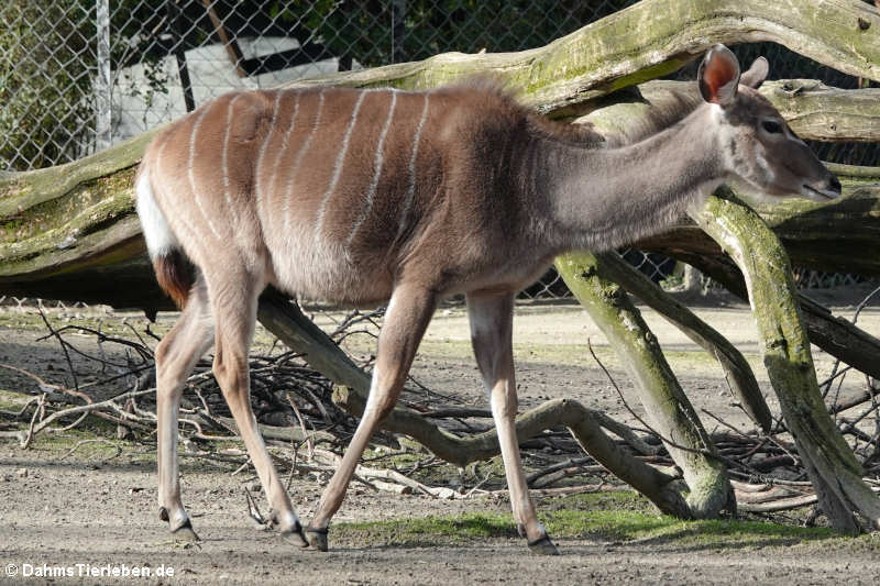 Großer Kudu (Tragelaphus strepsiceros)